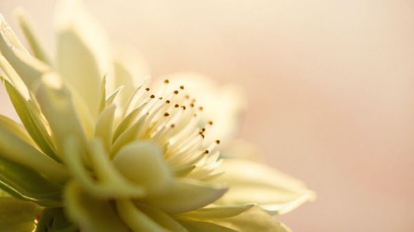 Découvrez comment les fleurs de cbd améliorent votre bien-être